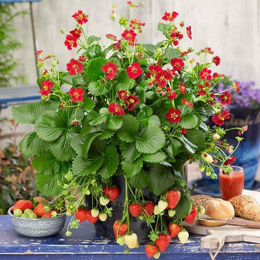 Fragaria Ruby Ann, Everbearing Strawberry 'Ruby Ann', Strawberry 'Ruby Ann', evergreen shrub, Strawberries, Red Fruit, Red flowers